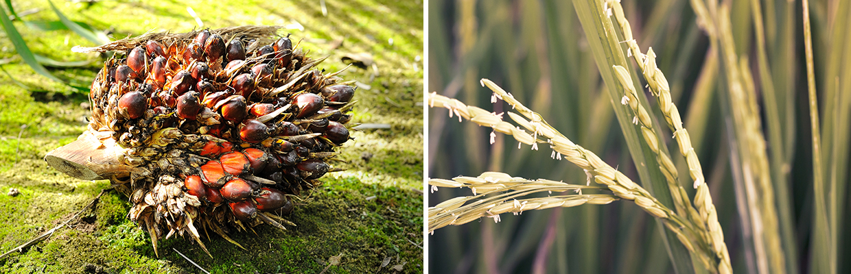Nhựa sinh học làm từ vỏ quả cọ và hạt gạo